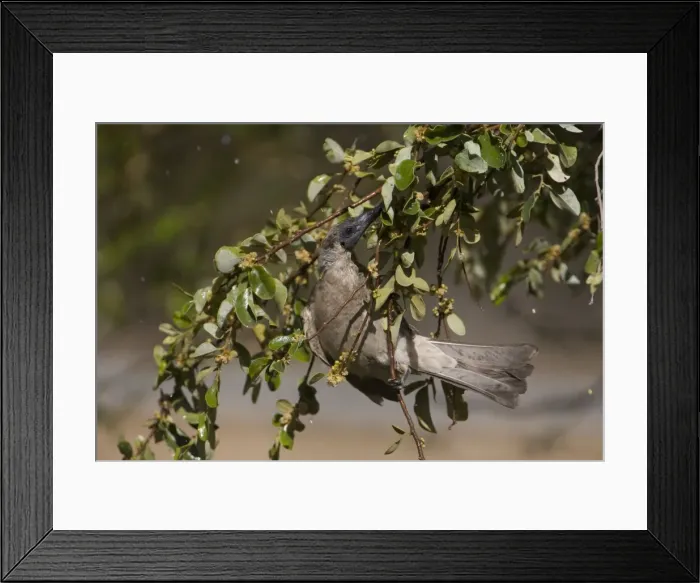 Framed Print : Little Friarbird - bathing among wet leaves. At Mt Barnett, Gibb River Road, Kimberley, Western Australia Framed Print : Little Friarbird - bathing among wet leaves. At Mt Barnett, Gibb River Road, Kimberley, Western Australia