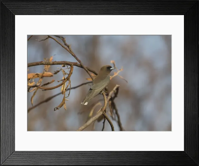 Framed Print : Little Woodswallow near Mt Barnett sewage ponds, Gibb River Road, Kimberley, Western Australia Framed Print : Little Woodswallow near Mt Barnett sewage ponds, Gibb River Road, Kimberley, Western Australia