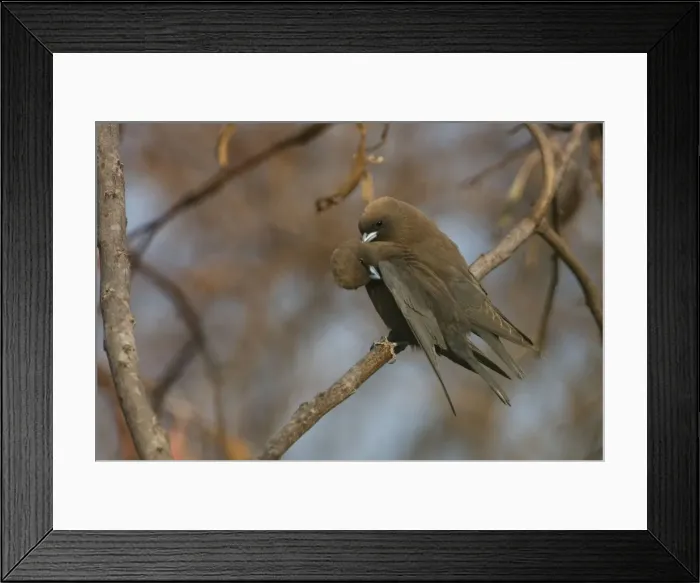 Framed Print : Little Woodswallows - mutual preening Mt Barnett sewage ponds, Gibb River Road, Kimberley, Western Australia Framed Print : Little Woodswallows - mutual preening Mt Barnett sewage ponds, Gibb River Road, Kimberley, Western Australia