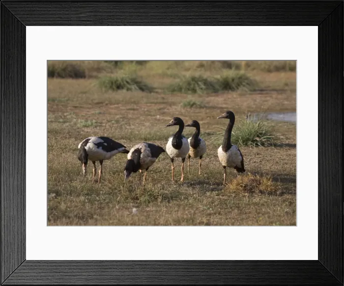Framed Print : Magpie Geese grazing At Mt Barnett sewage ponds, Gibb River Road, Kimberley, Western Australia Framed Print : Magpie Geese grazing At Mt Barnett sewage ponds, Gibb River Road, Kimberley, Western Australia