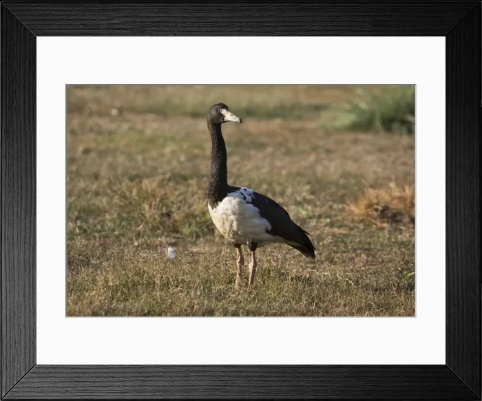 Framed Print : Magpie Goose At Mt Barnett sewage ponds, Gibb River Road, Kimberley, Western Australia Framed Print : Magpie Goose At Mt Barnett sewage ponds, Gibb River Road, Kimberley, Western Australia