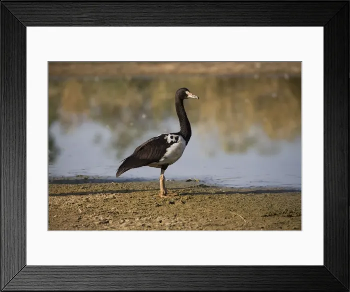 Framed Print : Magpie Goose At Mt Barnett sewage ponds, Gibb River Road, Kimberley, Western Australia Framed Print : Magpie Goose At Mt Barnett sewage ponds, Gibb River Road, Kimberley, Western Australia