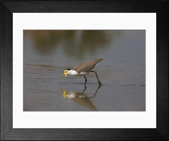 Framed Print : Masked Lapwing - feeding at an overflow pond at Mt Barnett water treatment plant. Gibb River Road, Kimberley, Western Australia