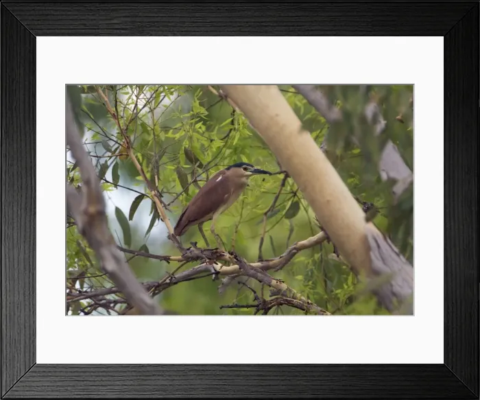 Framed Print : Nankeen Night Heron / Rufous Night Heron Resting in a eucalypt along the Manning River, Gibb River Road, Kimberley, Western Australia Framed Print : Nankeen Night Heron / Rufous Night Heron Resting in a eucalypt along the Manning River, Gibb River Road, Kimberley, Western Australia
