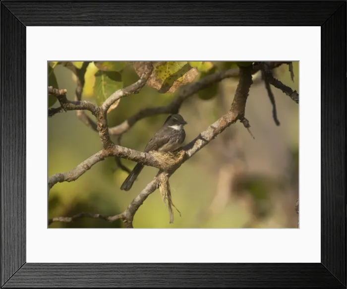 Framed Print : Northern Fantail constructing its nest Near Little Merten's Falls on the Mitchell Plateau, Kimberley, Western Australia Framed Print : Northern Fantail constructing its nest Near Little Merten's Falls on the Mitchell Plateau, Kimberley, Western Australia