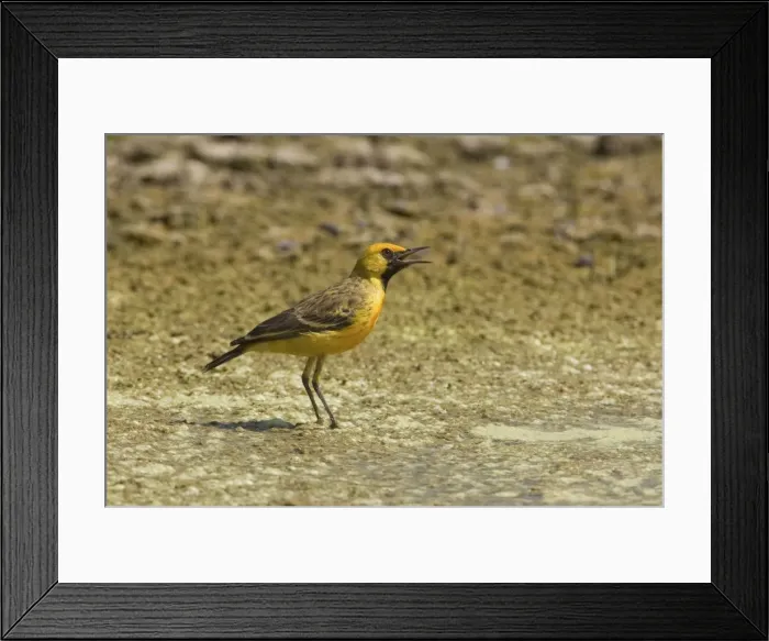 Framed Print : Orange Chat Usually a bird of the arid interior inhabiting low shrubs near inland salt pans and shallow lakes. This male far from its usual habitat in an overflow pond of the Mt Barnett water treatment plant, Gibb River Road, Kimberley Framed Print : Orange Chat Usually a bird of the arid interior inhabiting low shrubs near inland salt pans and shallow lakes. This male far from its usual habitat in an overflow pond of the Mt Barnett water treatment plant, Gibb River Road, Kimberley