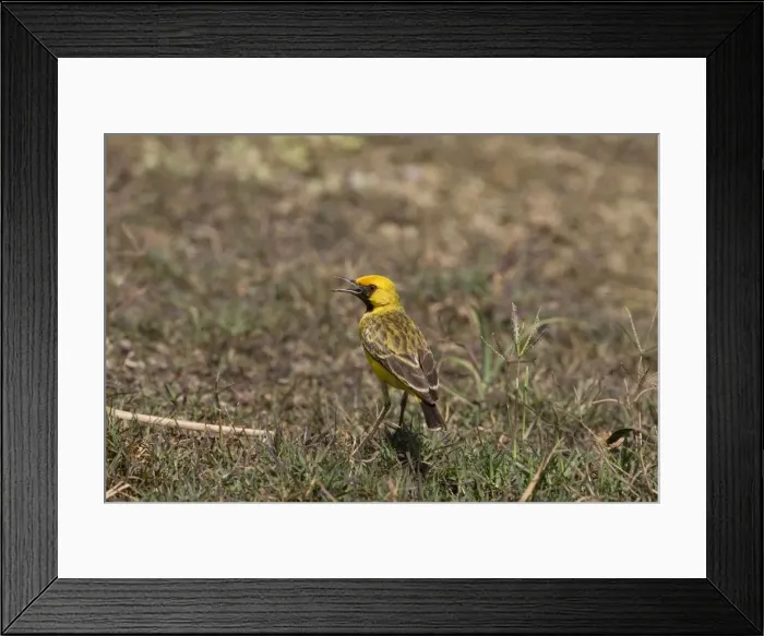 Framed Print : Orange Chat Usually a bird of the arid interior inhabiting low shrubs near inland salt pans and shallow lakes. This male far from its usual habitat in an overflow pond of the Mt Barnett water treatment plant, Gibb River Road, Kimberley Framed Print : Orange Chat Usually a bird of the arid interior inhabiting low shrubs near inland salt pans and shallow lakes. This male far from its usual habitat in an overflow pond of the Mt Barnett water treatment plant, Gibb River Road, Kimberley