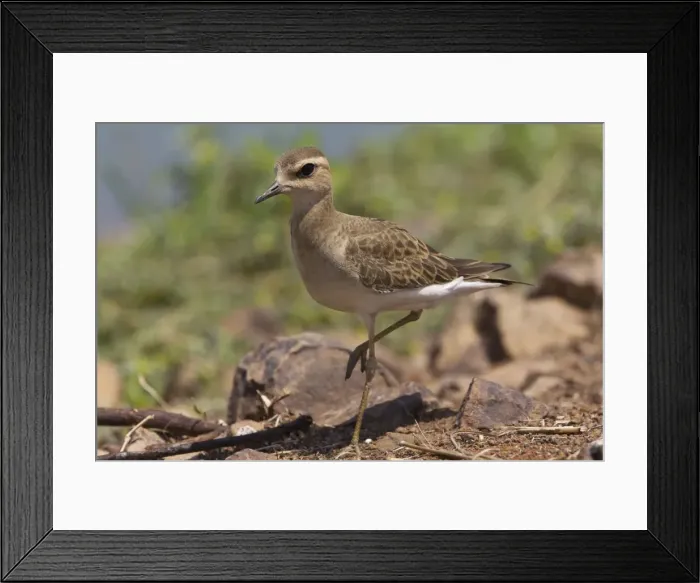Framed Print : Oriental Plover / Oriental Dotterel. At Mt Barnett sewage pond, Gibb River Road, Kimberley, Western Australia Framed Print : Oriental Plover / Oriental Dotterel. At Mt Barnett sewage pond, Gibb River Road, Kimberley, Western Australia
