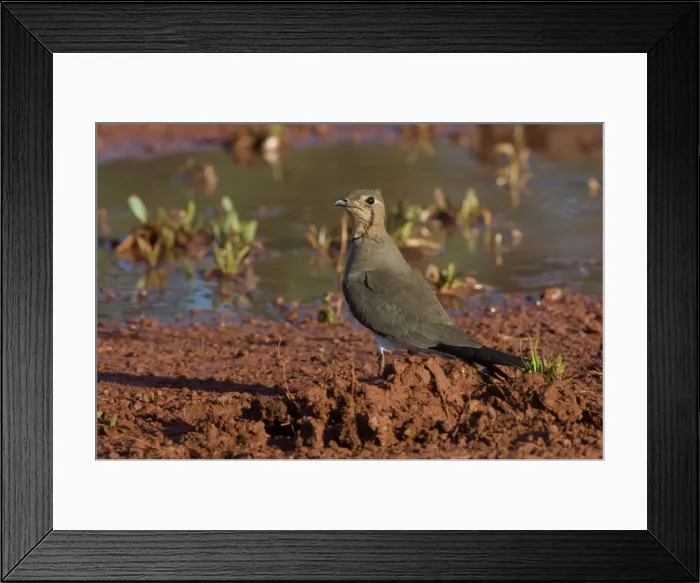 Framed Print : Oriental Pratincole This bird on the Mt Barnett airstrip, Gibb River Road, Kimberley, Western Australia Framed Print : Oriental Pratincole This bird on the Mt Barnett airstrip, Gibb River Road, Kimberley, Western Australia