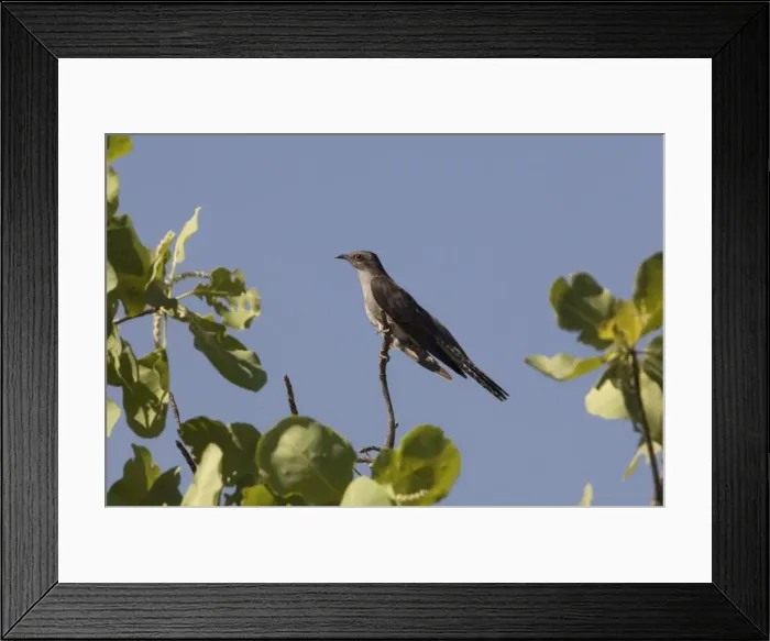 Framed Print : Pallid Cuckoo At Barnett River Gorge, Gibb River Road, Kimberley, Western Australia Framed Print : Pallid Cuckoo At Barnett River Gorge, Gibb River Road, Kimberley, Western Australia