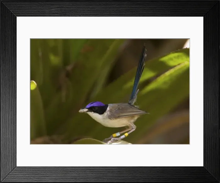 Framed Print : Purple-crowned Fairy-wren male At Mornington Wildlife Sanctuary, Kimberley, Western Australia Framed Print : Purple-crowned Fairy-wren male At Mornington Wildlife Sanctuary, Kimberley, Western Australia