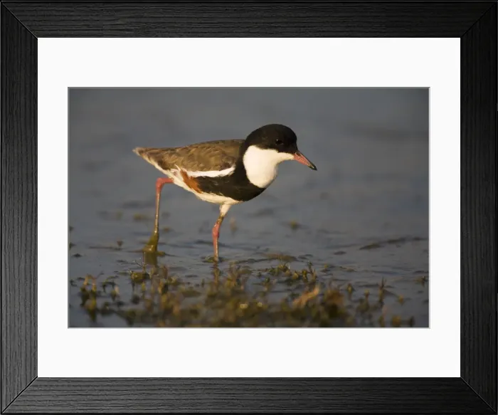 Framed Print : Red-kneed Dotterel - Foraging at a shallow pool at Mt Barnett sewage ponds, Gibb River Road, Kimberley, Western Australia Framed Print : Red-kneed Dotterel - Foraging at a shallow pool at Mt Barnett sewage ponds, Gibb River Road, Kimberley, Western Australia