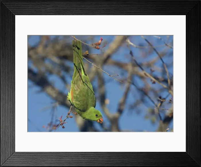 Framed Print : Red-winged Parrot feeding A female at Crab Creek near Broome, Western Australia Framed Print : Red-winged Parrot feeding A female at Crab Creek near Broome, Western Australia