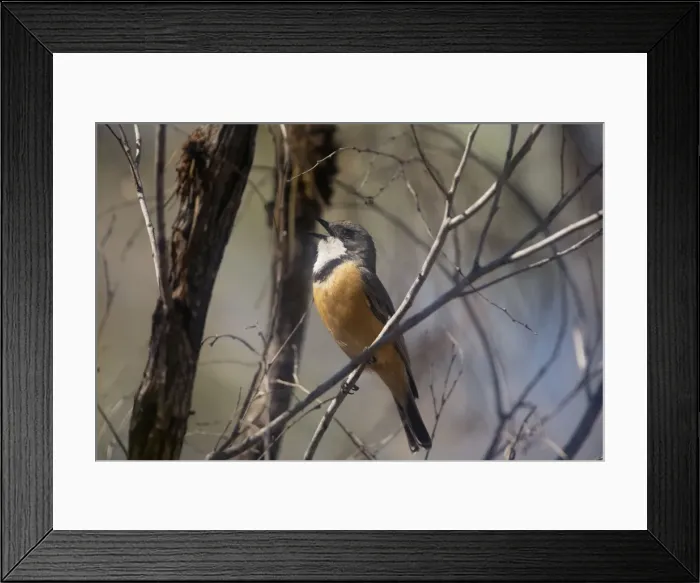 Framed Print : Rufous Whistler male - singing This male singing at Broome Bird Observatory, Kimberley, Western Australia