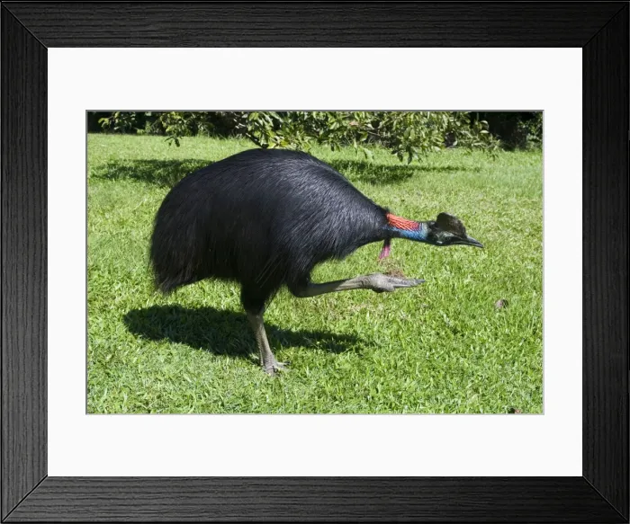 Framed Print : Southern Cassowary An uncommon rainforest species of northeastern Queensland, Australia. Near Innisfail Framed Print : Southern Cassowary An uncommon rainforest species of northeastern Queensland, Australia. Near Innisfail