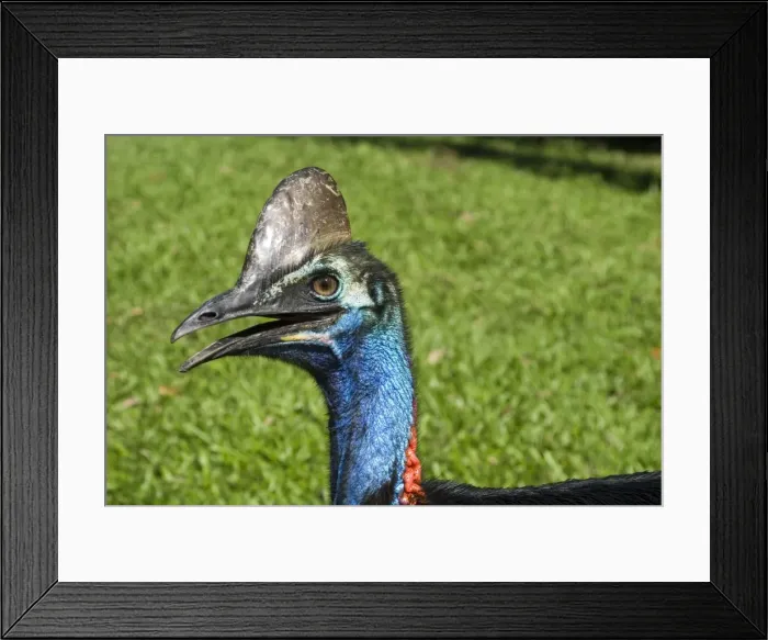 Framed Print : Southern Cassowary An uncommon rainforest species of northeastern Queensland, Australia. Near Innisfail Framed Print : Southern Cassowary An uncommon rainforest species of northeastern Queensland, Australia. Near Innisfail