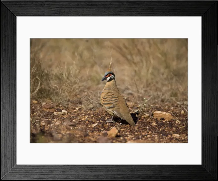 Framed Print : Spinifex Pigeon This the Red Spinifex Pigeon lacking the white underparts of the nominate race. At Windich Springs, Canning Stock Route, Western Australia Framed Print : Spinifex Pigeon This the Red Spinifex Pigeon lacking the white underparts of the nominate race. At Windich Springs, Canning Stock Route, Western Australia