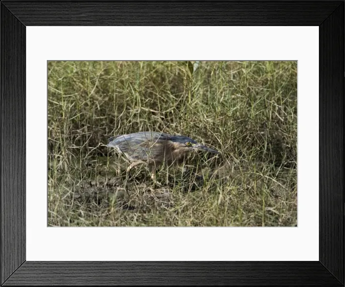 Framed Print : Striated Heron / Mangrove Heron - creeping through marine vegetation At Cairns esplanade, Queensland, Australia Framed Print : Striated Heron / Mangrove Heron - creeping through marine vegetation At Cairns esplanade, Queensland, Australia