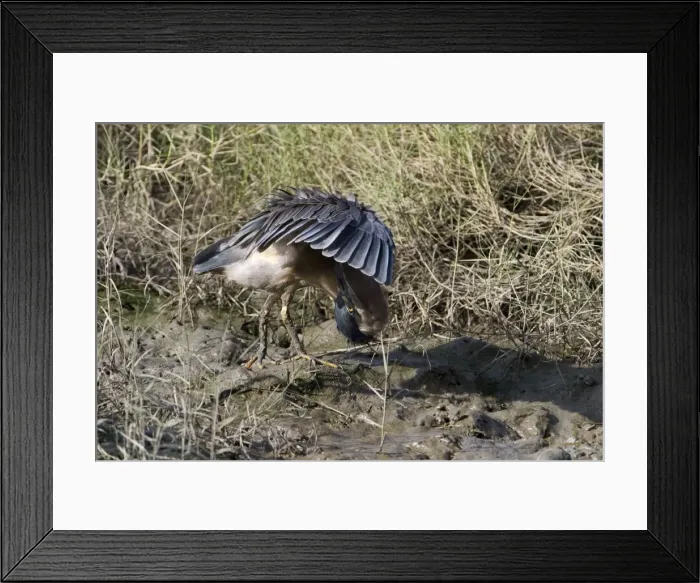 Framed Print : Striated Heron / Mangrove Heron - preening At Cairns esplanade, Queensland, Australia Framed Print : Striated Heron / Mangrove Heron - preening At Cairns esplanade, Queensland, Australia