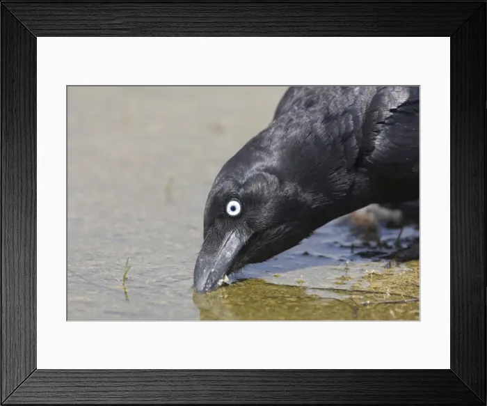 Framed Print : Torresian Crow drinking At Mt Barnett water treatment plant, Gibb River Road, Kimberley, Western Australia Framed Print : Torresian Crow drinking At Mt Barnett water treatment plant, Gibb River Road, Kimberley, Western Australia