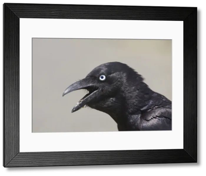 Framed Print : Torresian Crow At Mt Barnett water treatment plant, Gibb River Road, Kimberley, Western Australia Framed Print : Torresian Crow At Mt Barnett water treatment plant, Gibb River Road, Kimberley, Western Australia