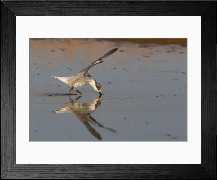 Framed Print : Whiskered Tern At Mt Barnett sewage pond, Gibb River Road, Kimberley, Western Australia