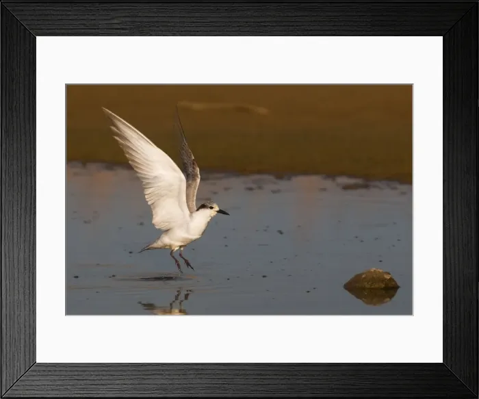 Framed Print : Whiskered Tern At Mt Barnett sewage pond, Gibb River Road, Kimberley, Western Australia Framed Print : Whiskered Tern At Mt Barnett sewage pond, Gibb River Road, Kimberley, Western Australia