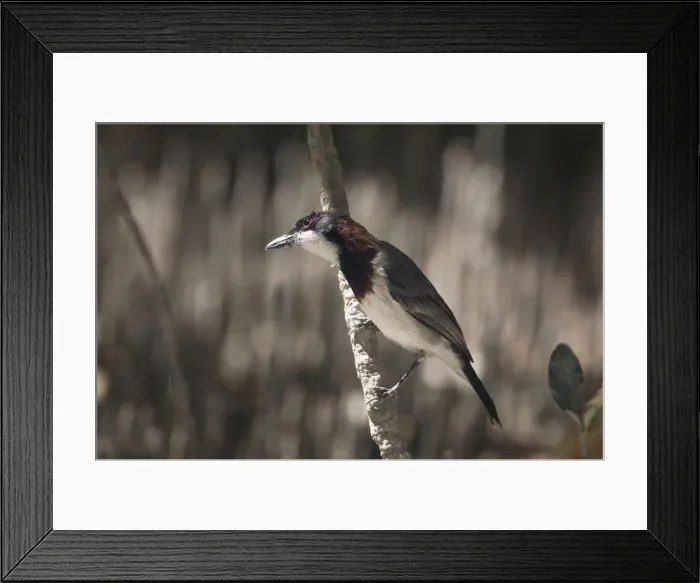 Framed Print : White-breasted Whistler - Male searching for food in mangroves at Crab Creek, Broome, Western Australia. A mangrove specialist found from tropical Western Australia eastwards around Northern Territory to far northwest Queensland Framed Print : White-breasted Whistler - Male searching for food in mangroves at Crab Creek, Broome, Western Australia. A mangrove specialist found from tropical Western Australia eastwards around Northern Territory to far northwest Queensland