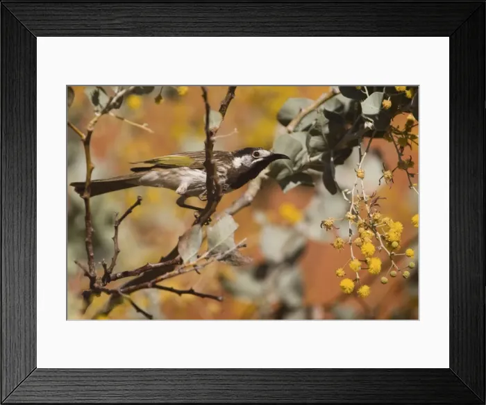 Framed Print : White-fronted Honeyeater Great Sandy Desert of Western Australia near Durba Springs on the Canning Stock Route. Latin also Phylidonyris albifrons