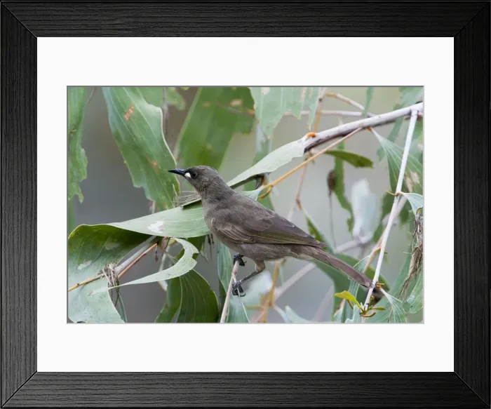 Framed Print : White-gaped Honeyeater At Manning Gorge, Mt Barnett, Gibb River Road, Kimberley, Western Australia Framed Print : White-gaped Honeyeater At Manning Gorge, Mt Barnett, Gibb River Road, Kimberley, Western Australia