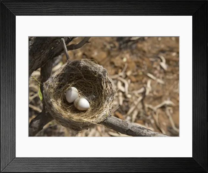 Framed Print : Willie Wagtail nest and eggs At Mt Barnett, Gibb River Road, Kimberley, Western Australia Framed Print : Willie Wagtail nest and eggs At Mt Barnett, Gibb River Road, Kimberley, Western Australia