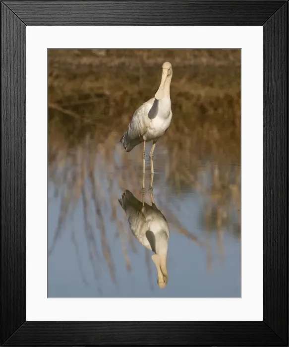 Framed Print : Yellow-billed Spoonbill - at shallow pool by the Mt Barnett sewage pond, Gibb River Road, Kimberley, Western Australia Framed Print : Yellow-billed Spoonbill - at shallow pool by the Mt Barnett sewage pond, Gibb River Road, Kimberley, Western Australia