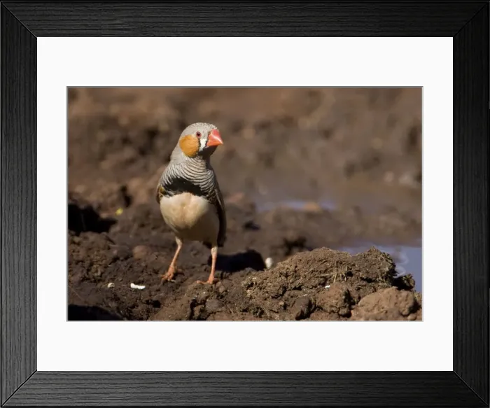 Framed Print : Zebra Finch - Male coming to drink at Joe's bore, Canning Stock Route, Western Australia