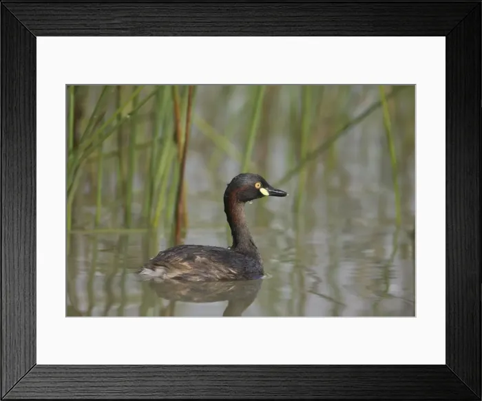 Framed Print : Australasian Grebe At a small pool that fills only in the wet season near the Gibb River Road, Kimberley, Western Australia Framed Print : Australasian Grebe At a small pool that fills only in the wet season near the Gibb River Road, Kimberley, Western Australia