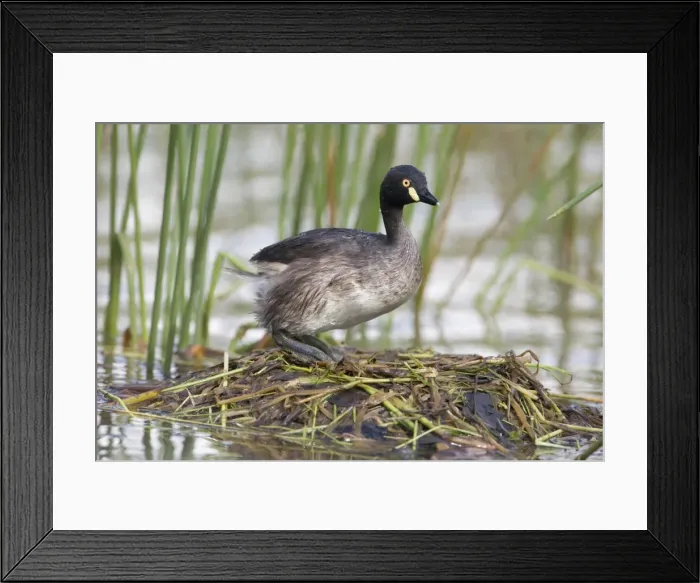 Framed Print : Australasian Grebe on its nest At a small pool that fills only in the wet season near the Gibb River Road, Kimberley, Western Australia Framed Print : Australasian Grebe on its nest At a small pool that fills only in the wet season near the Gibb River Road, Kimberley, Western Australia
