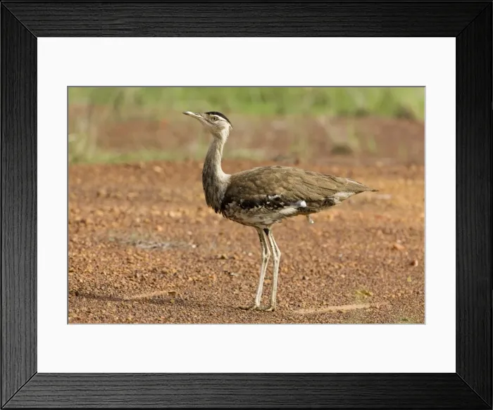 Framed Print : Australian Bustard Regularly eaten by Aboriginal communities but still surprisingly common. At Mt Barnett, Gibb River Road, Kimberley, Western Australia Framed Print : Australian Bustard Regularly eaten by Aboriginal communities but still surprisingly common. At Mt Barnett, Gibb River Road, Kimberley, Western Australia