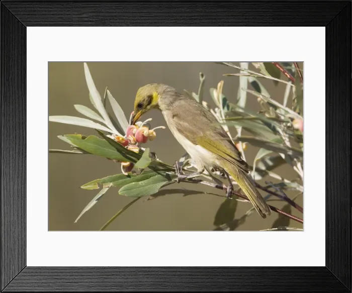 Framed Print : Grey-fronted Honeyeater - feeding on Silver-leafed Grevillea, Grevillea refracta on the Phillips Range, Gibb River Road, Kimberley, Western Australia Framed Print : Grey-fronted Honeyeater - feeding on Silver-leafed Grevillea, Grevillea refracta on the Phillips Range, Gibb River Road, Kimberley, Western Australia