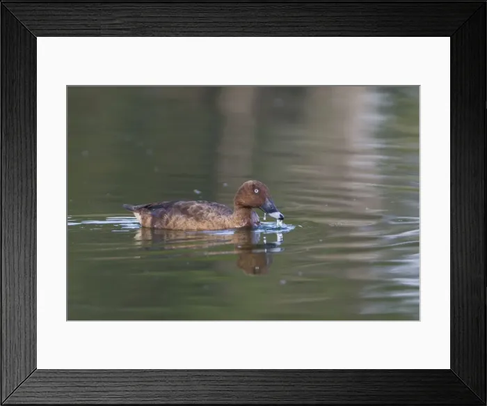 Framed Print : Hardhead / White-eyed / Australian White-eye Duck - male. Found all over Australia in suitable habitat with many birds dispersing north after breeding. At Mt Barnett water treatment plant, Gibb River Road, Kimberley, Western Australia Framed Print : Hardhead / White-eyed / Australian White-eye Duck - male. Found all over Australia in suitable habitat with many birds dispersing north after breeding. At Mt Barnett water treatment plant, Gibb River Road, Kimberley, Western Australia