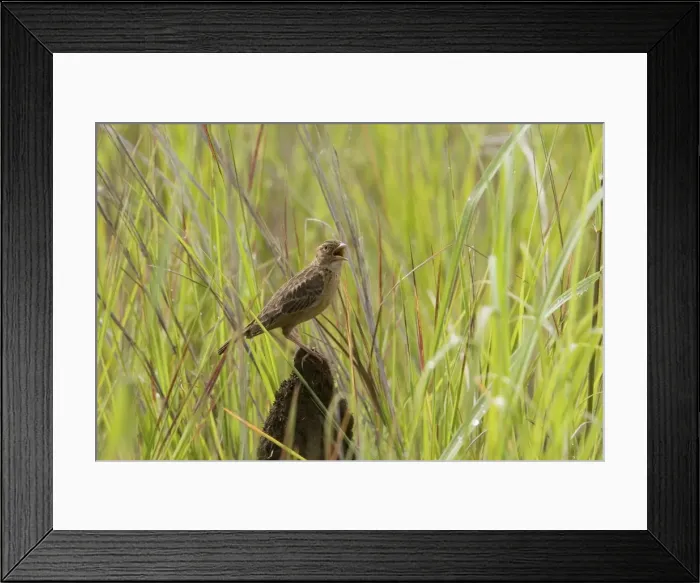 Framed Print : Horsfield's Bushlark / Singing Bushlark - Singing at Mt Barnett, Gibb River Road, Kimberley, Western Australia Framed Print : Horsfield's Bushlark / Singing Bushlark - Singing at Mt Barnett, Gibb River Road, Kimberley, Western Australia