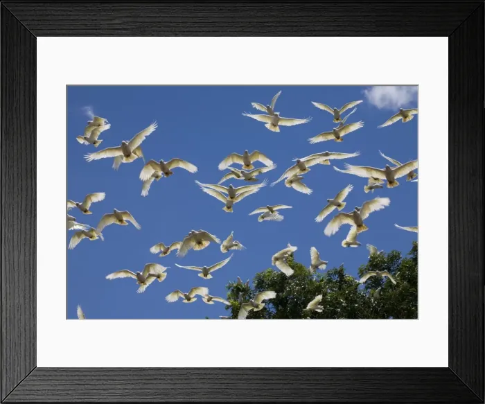 Framed Print : Little Corella flock Little Corellas sometimes travel in flocks of several hundred often near outback stations where their noise and depredations are annoying. This flock at Mt House Station, Gibb River Road, Kimberley, Western Australia Framed Print : Little Corella flock Little Corellas sometimes travel in flocks of several hundred often near outback stations where their noise and depredations are annoying. This flock at Mt House Station, Gibb River Road, Kimberley, Western Australia