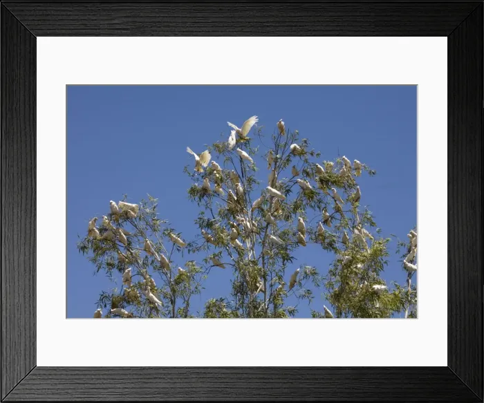 Framed Print : Little Corella flock in tree Little Corellas sometimes travel in flocks of several hundred often near outback stations where their noise and depredations are annoying Framed Print : Little Corella flock in tree Little Corellas sometimes travel in flocks of several hundred often near outback stations where their noise and depredations are annoying