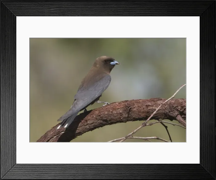 Framed Print : Little Woodswallow At Phillips Range, Gibb River Road, Kimberley, Western Australia Framed Print : Little Woodswallow At Phillips Range, Gibb River Road, Kimberley, Western Australia