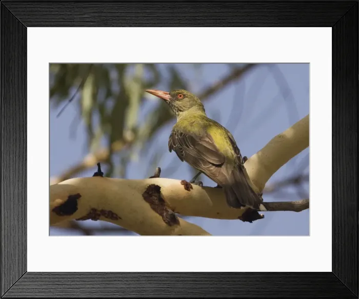 Framed Print : Olive-backed Oriole At Galvan's Gorge, Gibb River Road, Kimberley, Western Australia Framed Print : Olive-backed Oriole At Galvan's Gorge, Gibb River Road, Kimberley, Western Australia