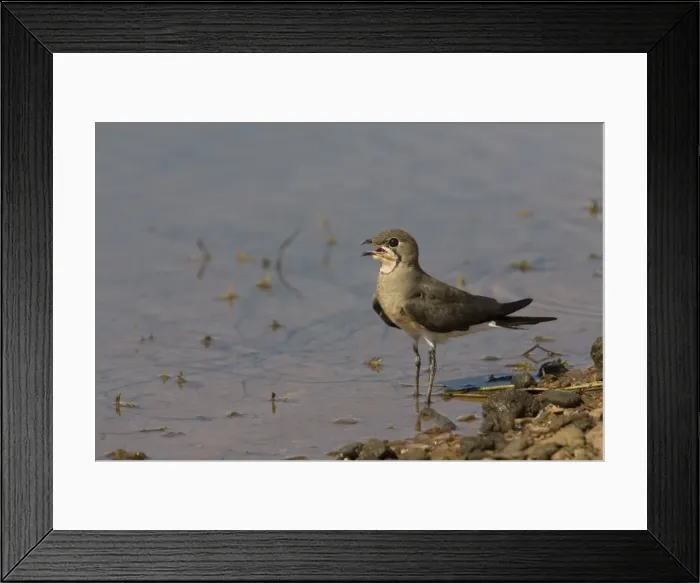 Framed Print : Oriental Pratincole At a stock drinking pond beside the Gibb River Road, Kimberley, Western Australia Framed Print : Oriental Pratincole At a stock drinking pond beside the Gibb River Road, Kimberley, Western Australia