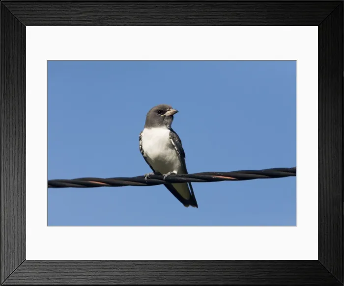 Framed Print : White-breasted Woodswallow A recently fledged juvenile at Imintji Aboriginal Community, Gibb River Road, Kimberley, Western Australia Framed Print : White-breasted Woodswallow A recently fledged juvenile at Imintji Aboriginal Community, Gibb River Road, Kimberley, Western Australia