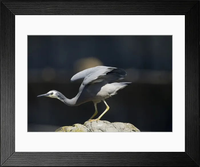 Framed Print : White-faced Heron On rocks at Kaikoura, east coast of the South Island of New Zealand Framed Print : White-faced Heron On rocks at Kaikoura, east coast of the South Island of New Zealand