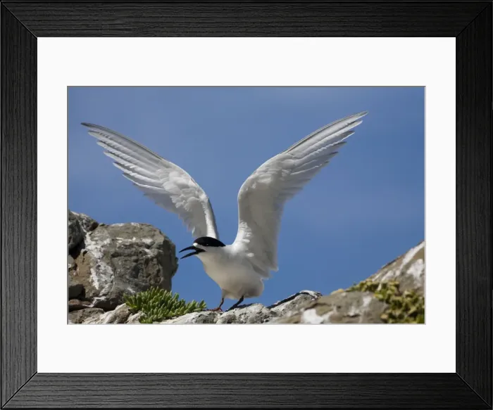 Framed Print : White-fronted Tern At Kaikoura on the east coast of the South Island of New Zealand Framed Print : White-fronted Tern At Kaikoura on the east coast of the South Island of New Zealand