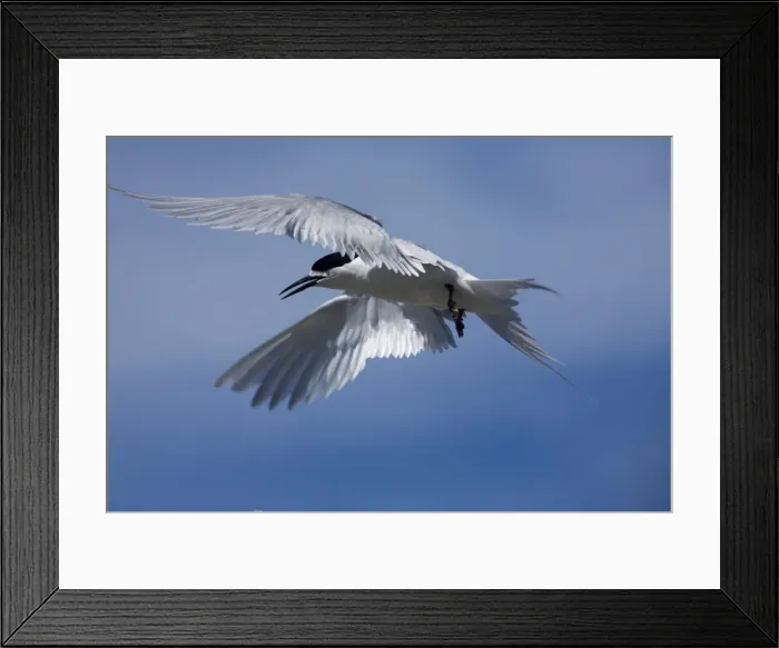 Framed Print : White-fronted Tern At Kaikoura on the east coast of the South Island of New Zealand Framed Print : White-fronted Tern At Kaikoura on the east coast of the South Island of New Zealand
