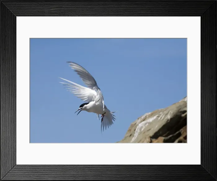 Framed Print : White-fronted Tern At Kaikoura on the east coast of the South Island of New Zealand Framed Print : White-fronted Tern At Kaikoura on the east coast of the South Island of New Zealand