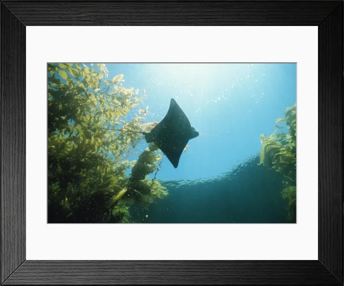 Framed Print : Bat Ray - in kelp Channel Islands California, USA Framed Print : Bat Ray - in kelp Channel Islands California, USA